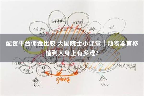 配资平台佣金比较 大国院士小课堂｜动物器官移植到人身上有多难？